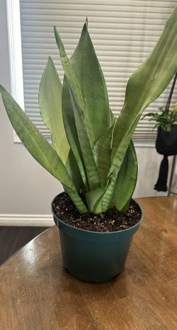 Moonshine Snake Plant- 8” Nursery Pot