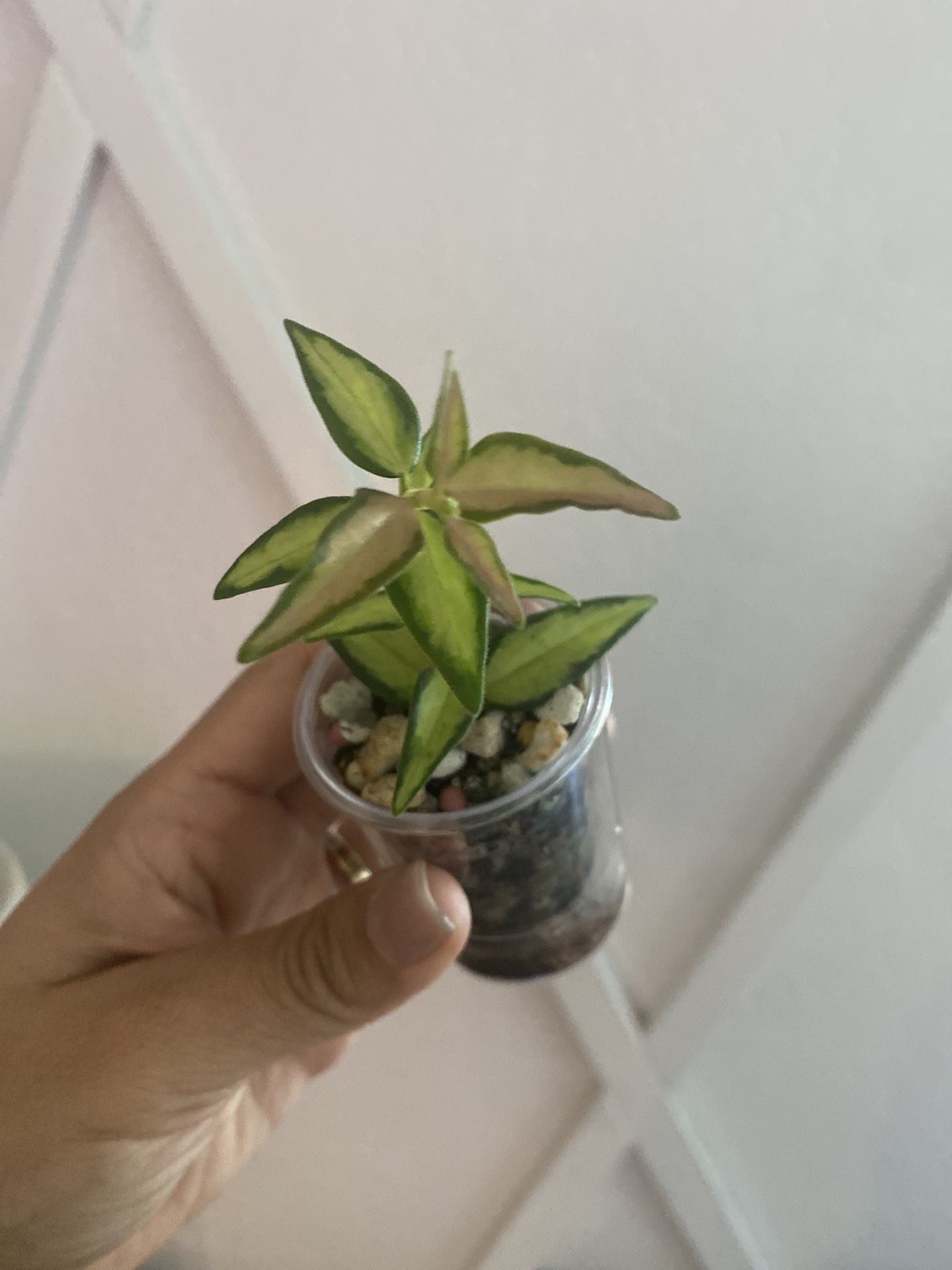 Rooted Hoya Luis Bois V.