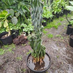 Monstroses Cactus Plant