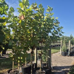 Sycamore trees, twelve foot tall, delivered and planted