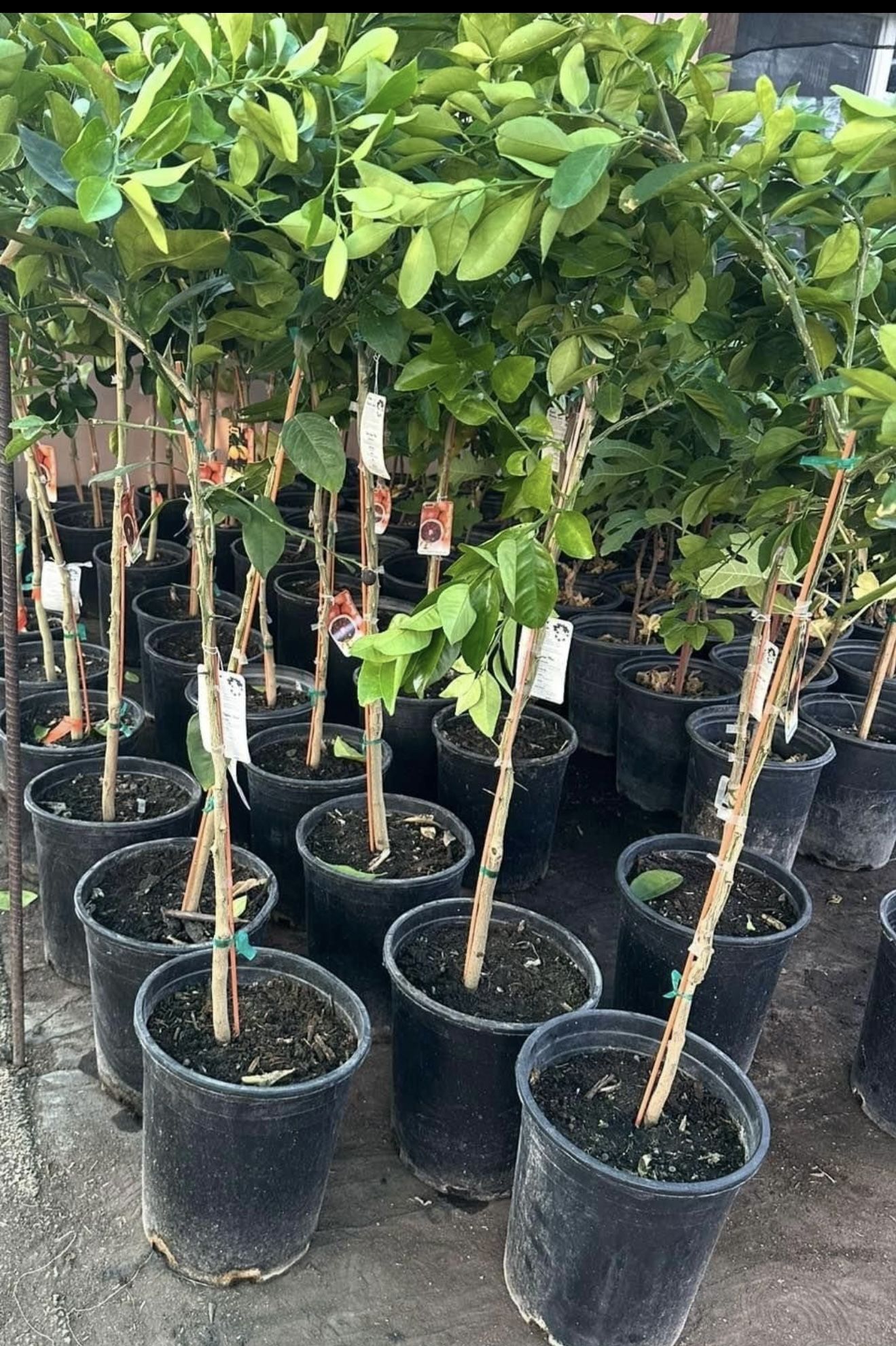 Moro Blood Orange 🍊 Trees 4 1/2 The Tall $55 Each Price Firm