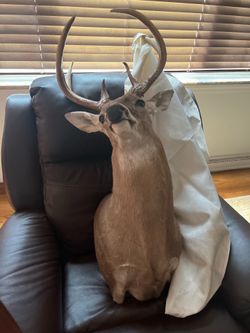 Taxidermy