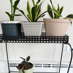 Snake Plant And Jewel Orchid