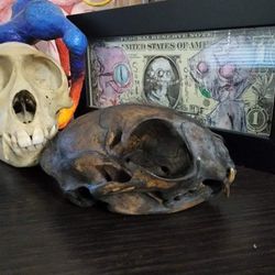 Cat Skull ( REAL)