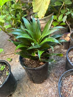 Dracaena