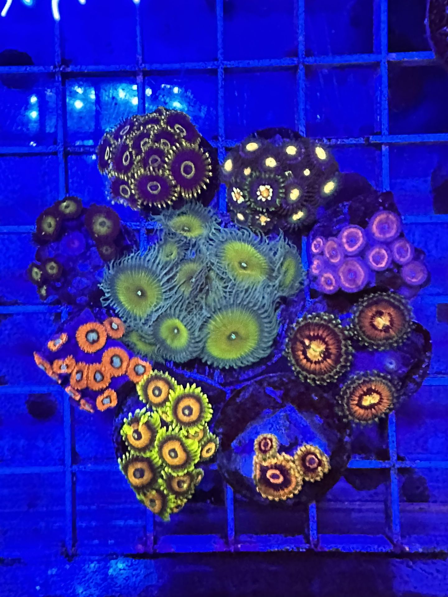 Fake Reef Tank Corals Decor