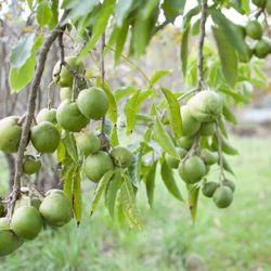 Grafted White Sapote  Vernon Tree 😃😃😃😃🌿🌿🌿🌿
