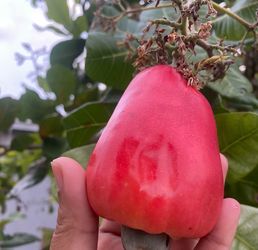 Rare Exotic Fruit Plants.  Cashew (Cashewn Apple) seeds for planting!