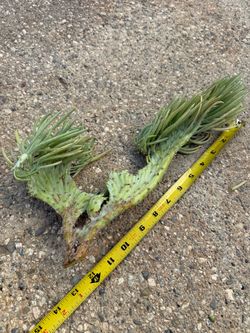 Crested mermaid tail cuttings