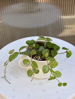 Hoya Mathilde