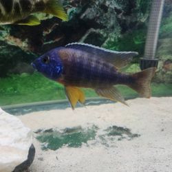 Fish Tank Decoration 