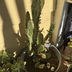 Opuntia