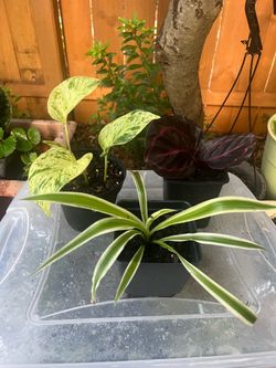 Starter houseplants set of 3 plants