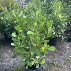 CLUSIA PLANT (makes cool hedging for walk or drive way also garden border) Full 3ft  Above Ground 