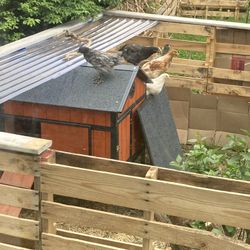Chicken Cook Holds For 6 Chickens Not Included