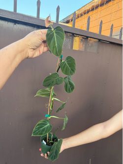 Xl philodendron Melano in 4” pot