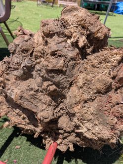 Free Tree Stump for repurpose in Mira Mesa