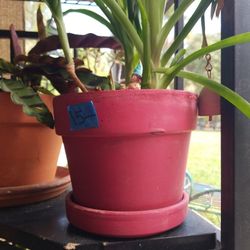 Neoeregelia Brumilias pink terracotta 