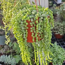 Succulent 