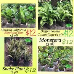 Elephant Ear, Snake Plants, Monstera in 3 gl