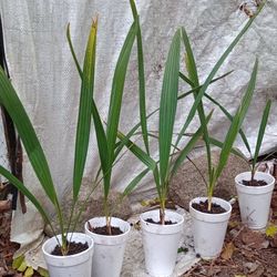 Sabal Minor Palm Tree Seedlings (price is Each)