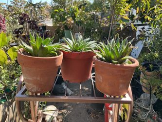 Small Aloe