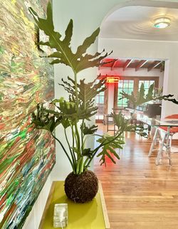 Plats - Kokedama - BIG LEAF PHILODENDRON