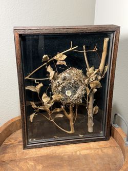 Vintage Bird Nest Shadow Box Wall Art – Real Nest Nature Display