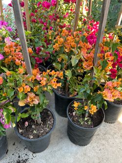 Bougainvillea 5 gallon staked20$ each