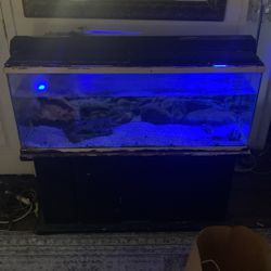 Fish Tank