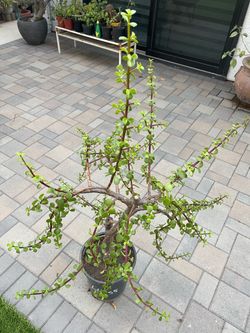 Large Elephant Bush Plant. In 5 gallons Container