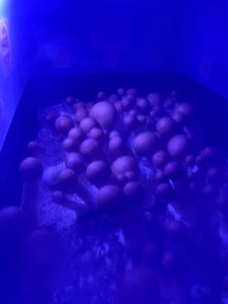 Harvested mushrooms
