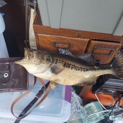 Mounted Taxidermy Bass