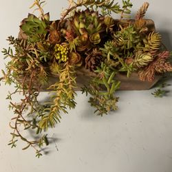 Succulents