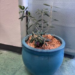 Olive Tree With Large Ceramic Glazed Pot