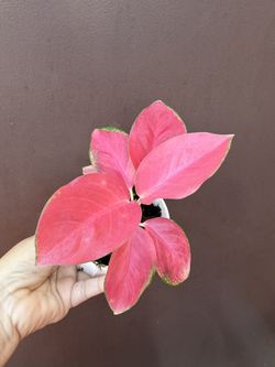 Aglaonema Pink Pearl In 4” Pot 