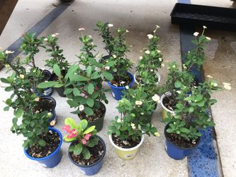 Euphorbia plants 🌱