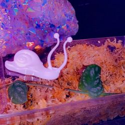 50 White Snail Plant Clips - Climbing Wall Fixture Clips 🐌🌱