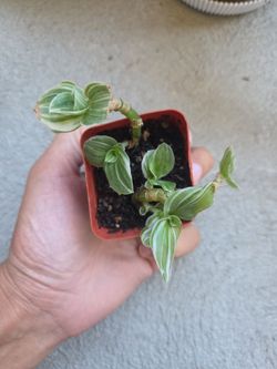Plant