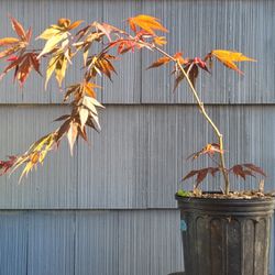 Japanese Maple Seedling 
