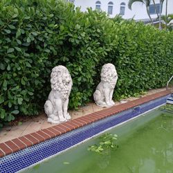 Two Pool Lions 3 Feet Tall White
