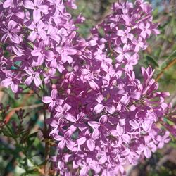 Beautiful color flower.
