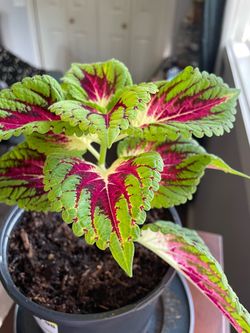 Live Coleus Plant in Pot