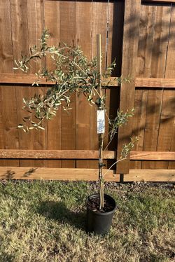 Super Mature Olive Tree - So Many Olives On It !!
