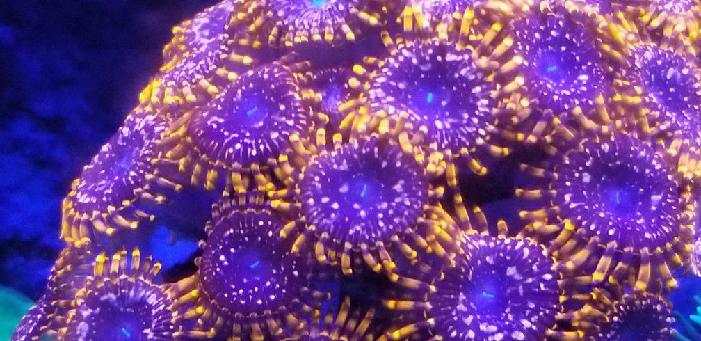 Saltwater Coral And Coral Frag For Sale