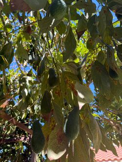 Avocado tree