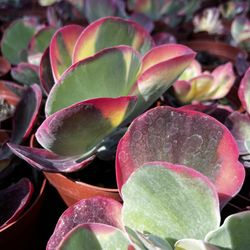 Variegated Paddle Plant/ Kalanchoe/ Succulent/ Suculenta