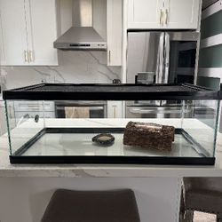 Glass Reptiles 