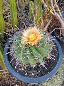 Devil's tongue cactus plant