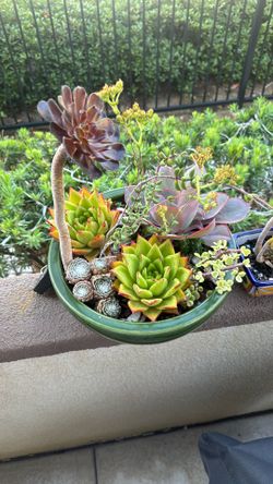 Green Ceramic Bowl With Hand Placed Succulents